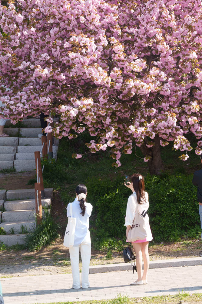 용인 동백 은성사 겹벚꽃 풍경, DSC00518-, Photo by Happist